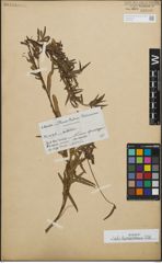 Foto von Salix humboldtiana Willd.